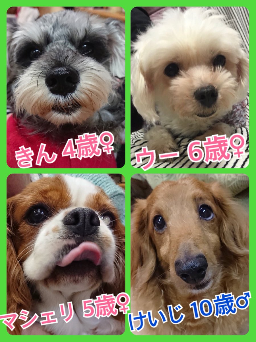 🐾今日の里親様募集中ワンコ🐶メンバーです🐾2018,11,14